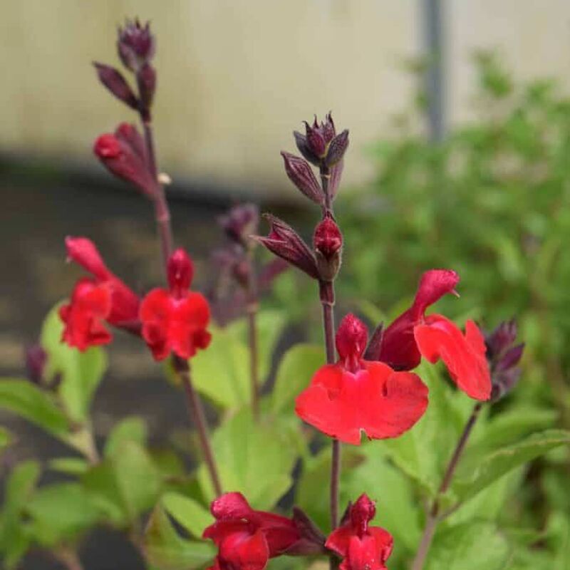 Salvia 'Royal Bumble' ---